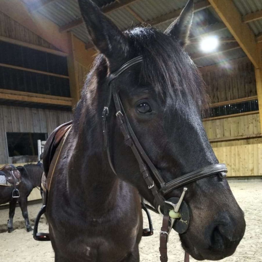 Moyon Equitation - Centre Equestre