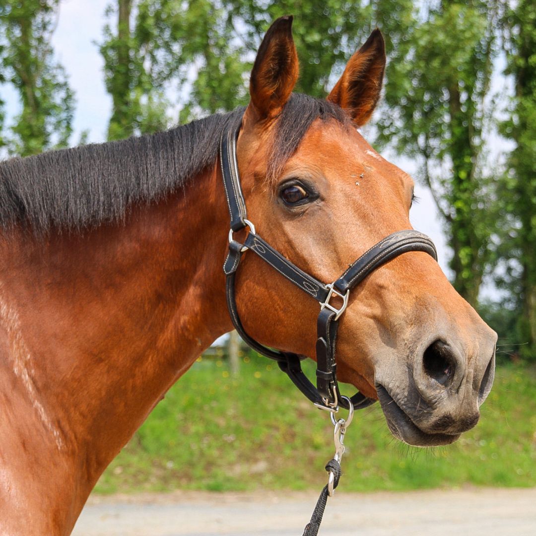 Moyon Equitation - Centre Equestre