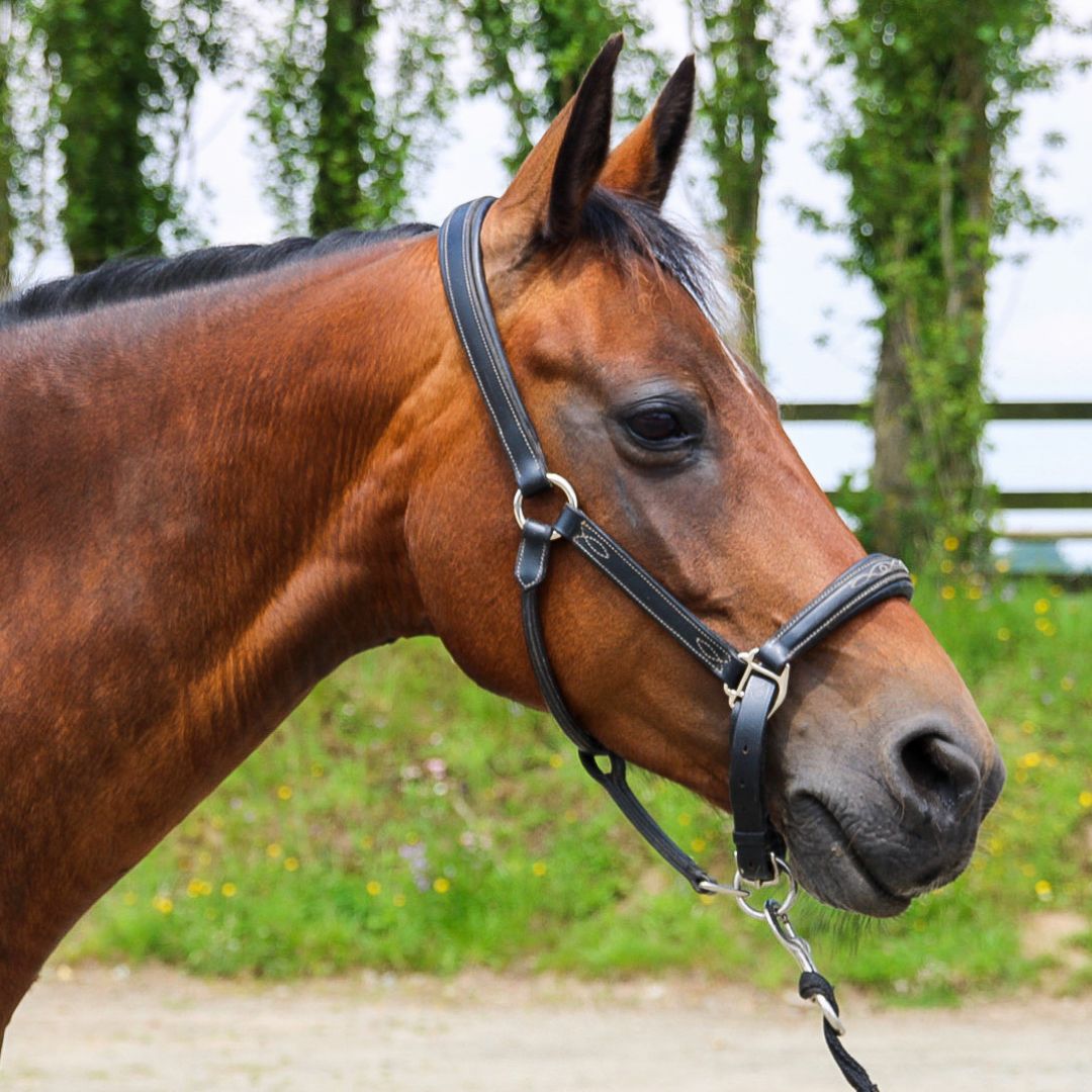Moyon Equitation - Centre Equestre