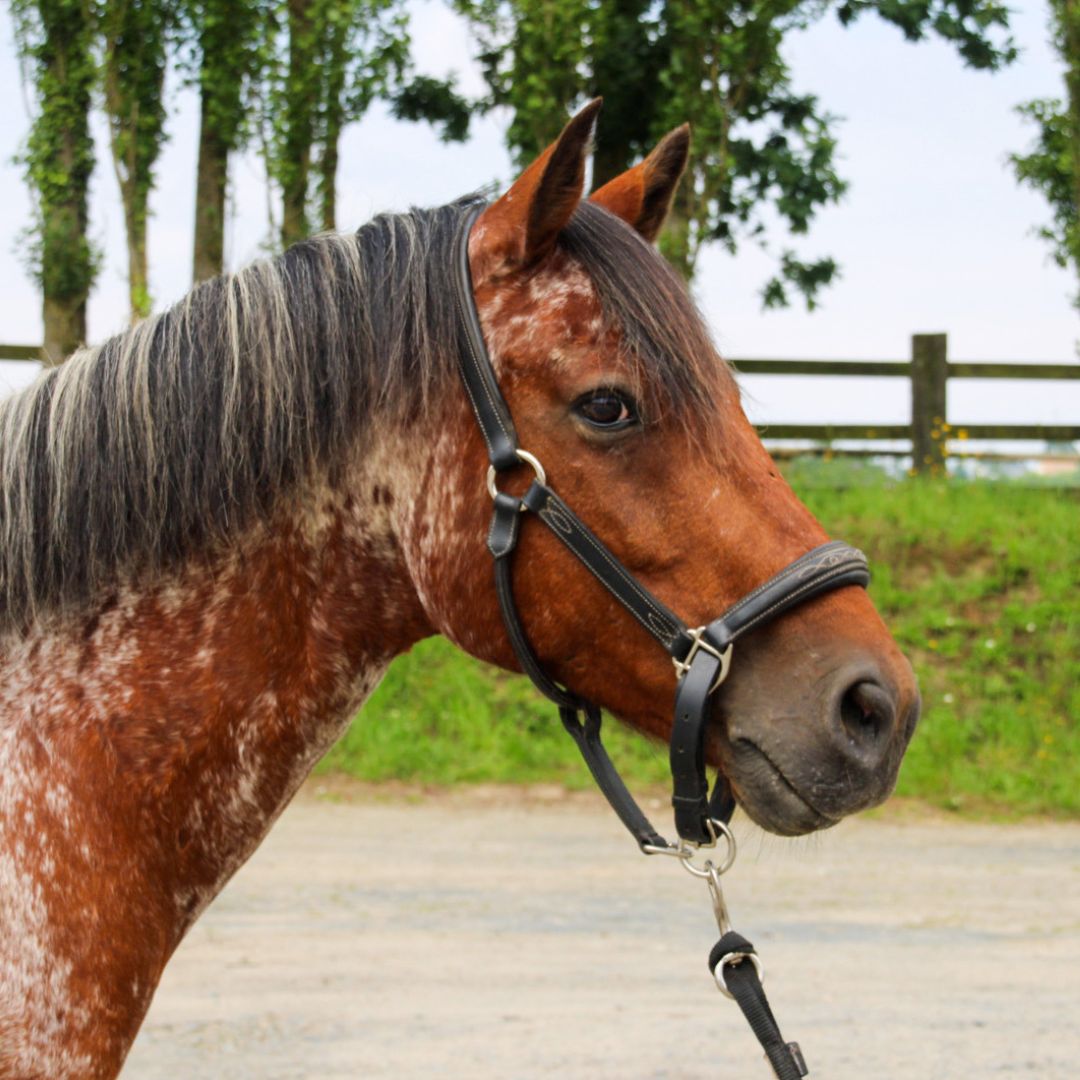 Moyon Equitation - Centre Equestre
