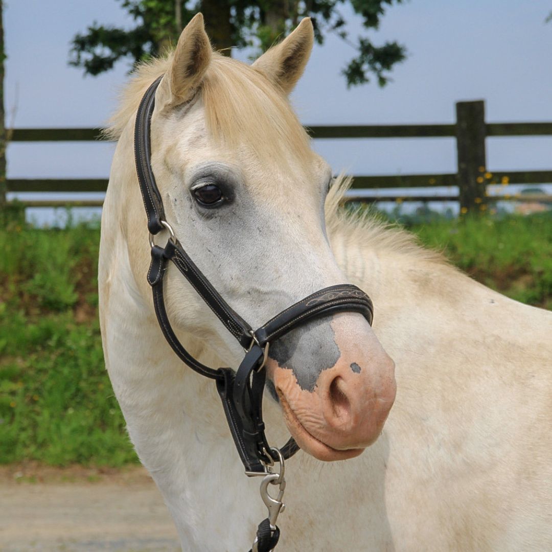 Moyon Equitation - Centre Equestre