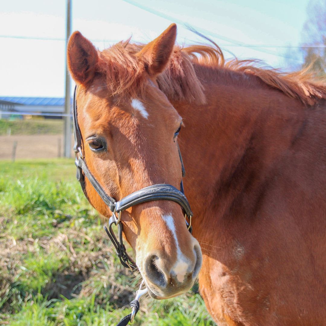 Moyon Equitation - Centre Equestre