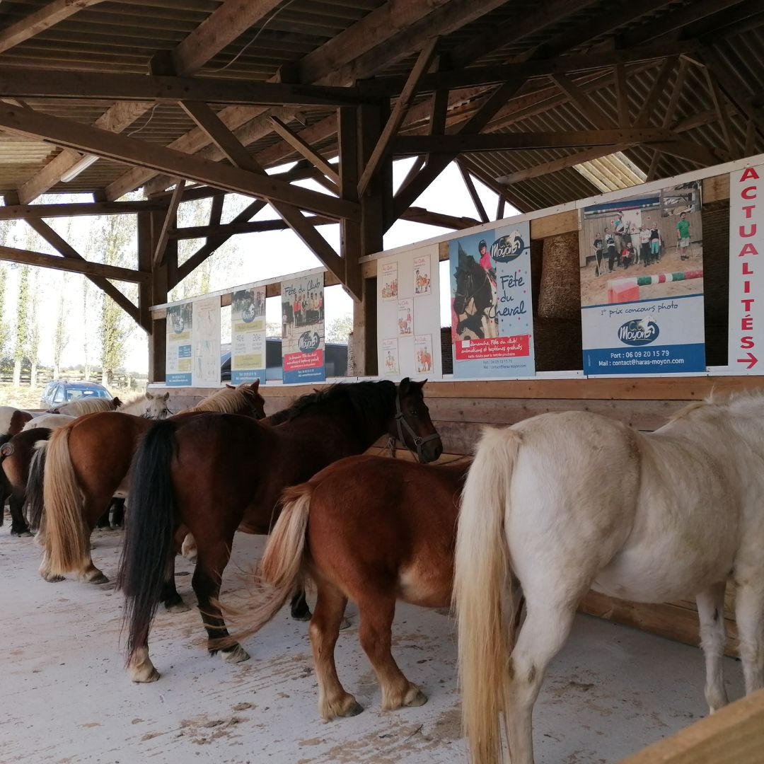 Moyon Equitation - Centre Equestre