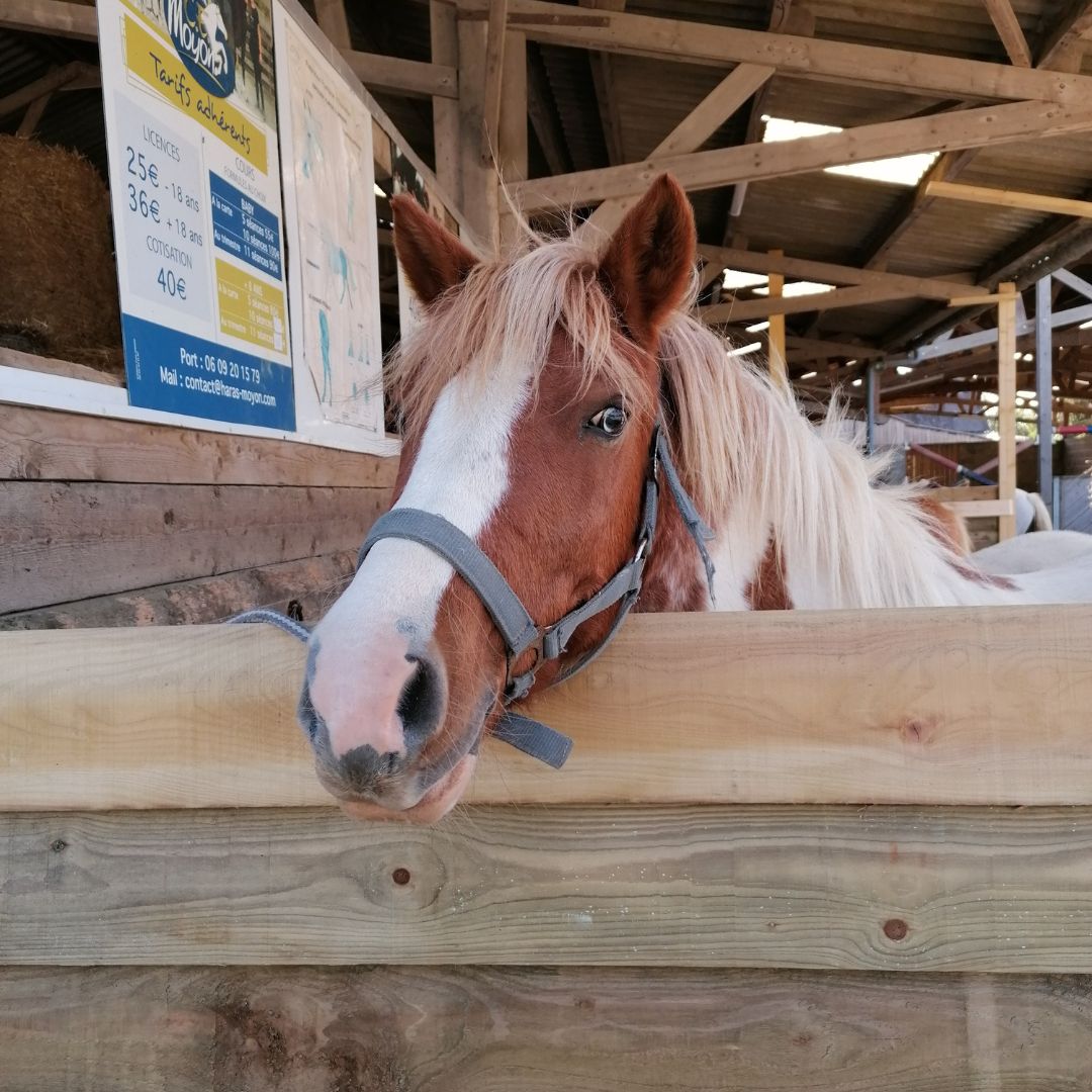 Moyon Equitation - Centre Equestre