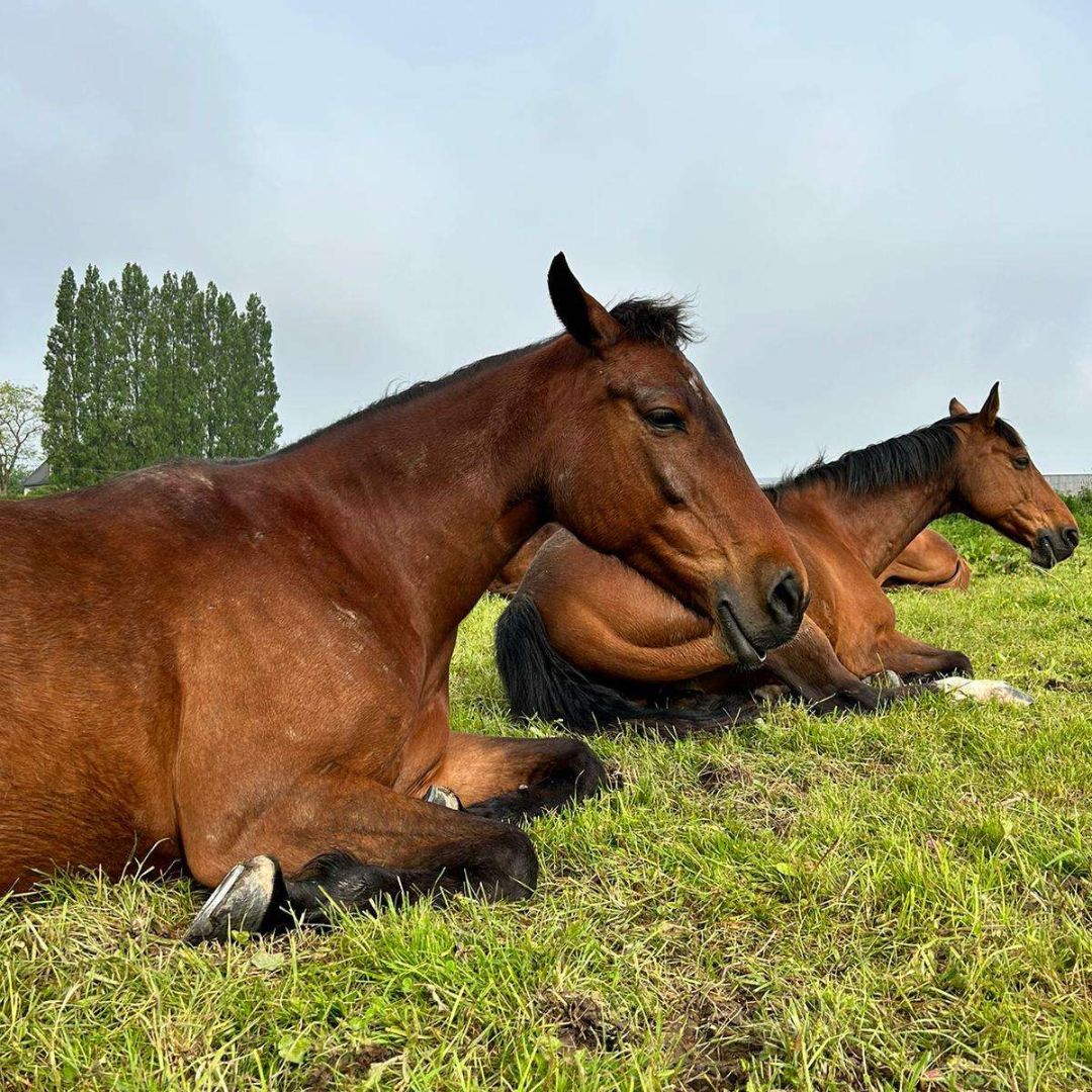 Moyon Equitation - Centre Equestre