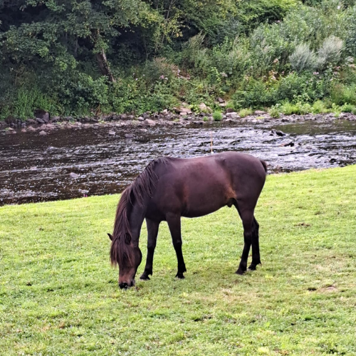 Moyon Equitation - Centre Equestre