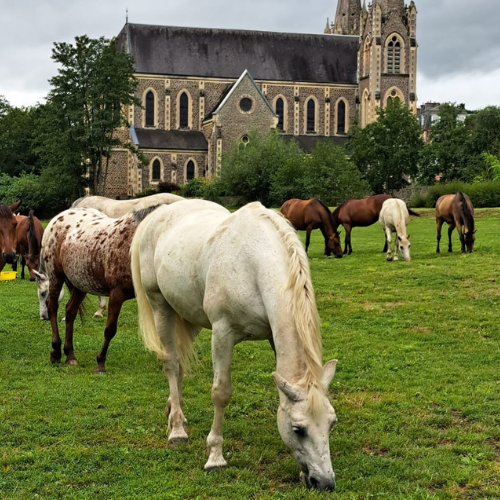 Moyon Equitation - Centre Equestre