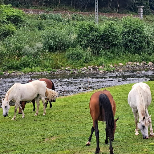 Moyon Equitation - Centre Equestre