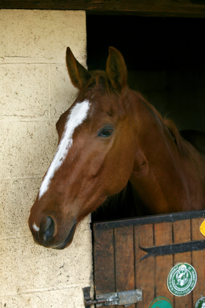 Moyon Equitation - Centre Equestre